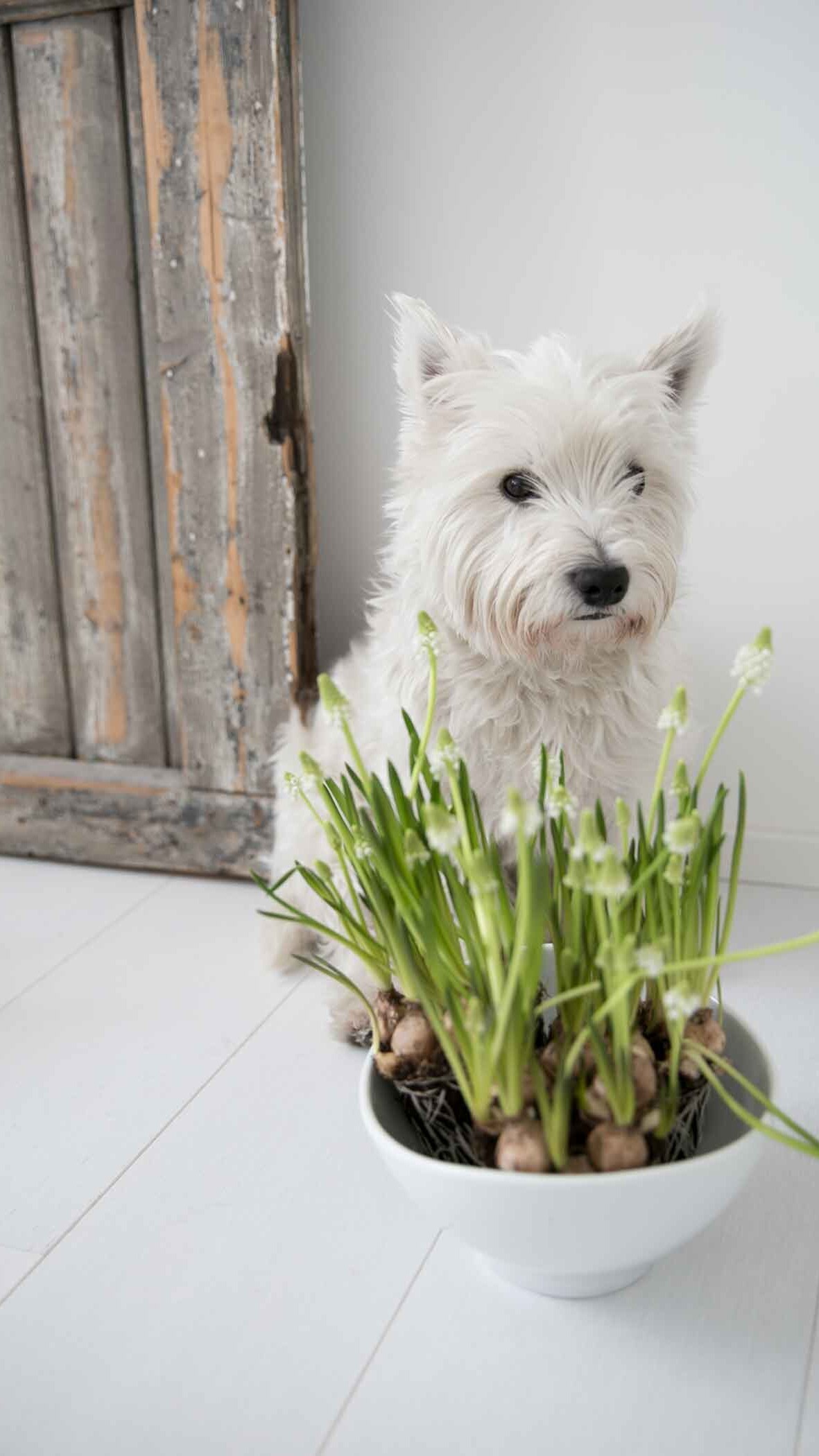 Zu Besuch bei: Cocojana Weißer Parkettboden in einer überwiegend weißen Einrichtung